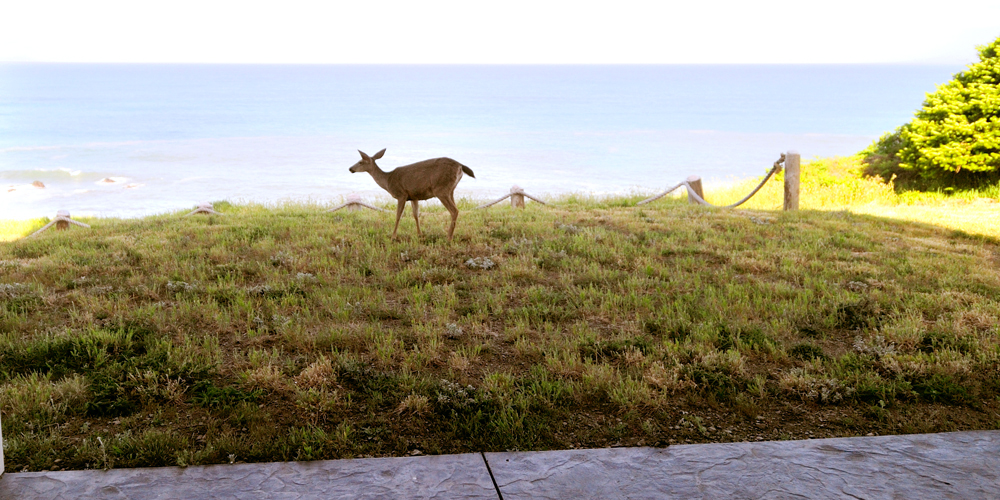 Deer in front of the Spyglass Inn at Shelter Cove