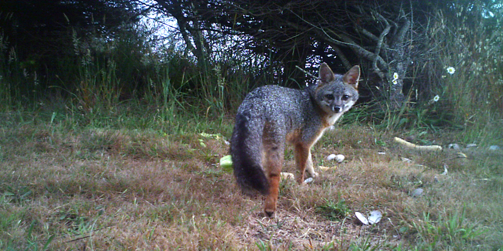 A grey fox is a regular visitor.